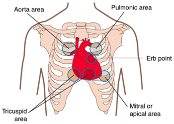 image gallery: tricuspid area